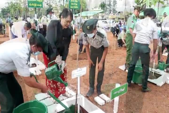 ထားဝယ်ခရိုင်လူထုအခြေပြုဗဟိုဌာန၌အကျိုးကျေးဇူးများရရှိဖို့၊ သစ်ပင...