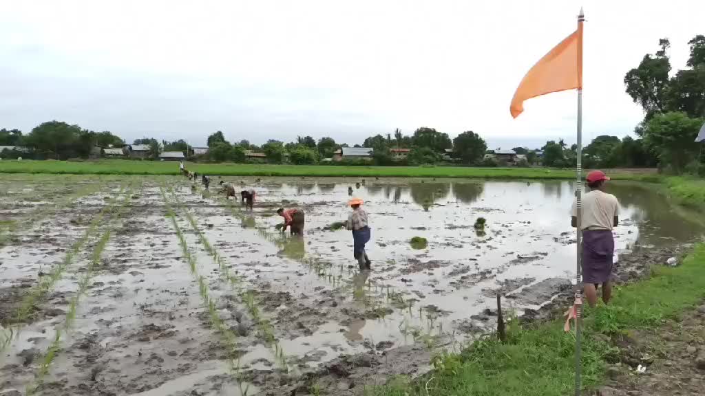 ကျွန်းလှမြို့နယ်၌ မိုးစပါးတင်း ၁၀၀ အထက်ထွက်ရှိရေး စံပြကွက်စိုက်ပျ...