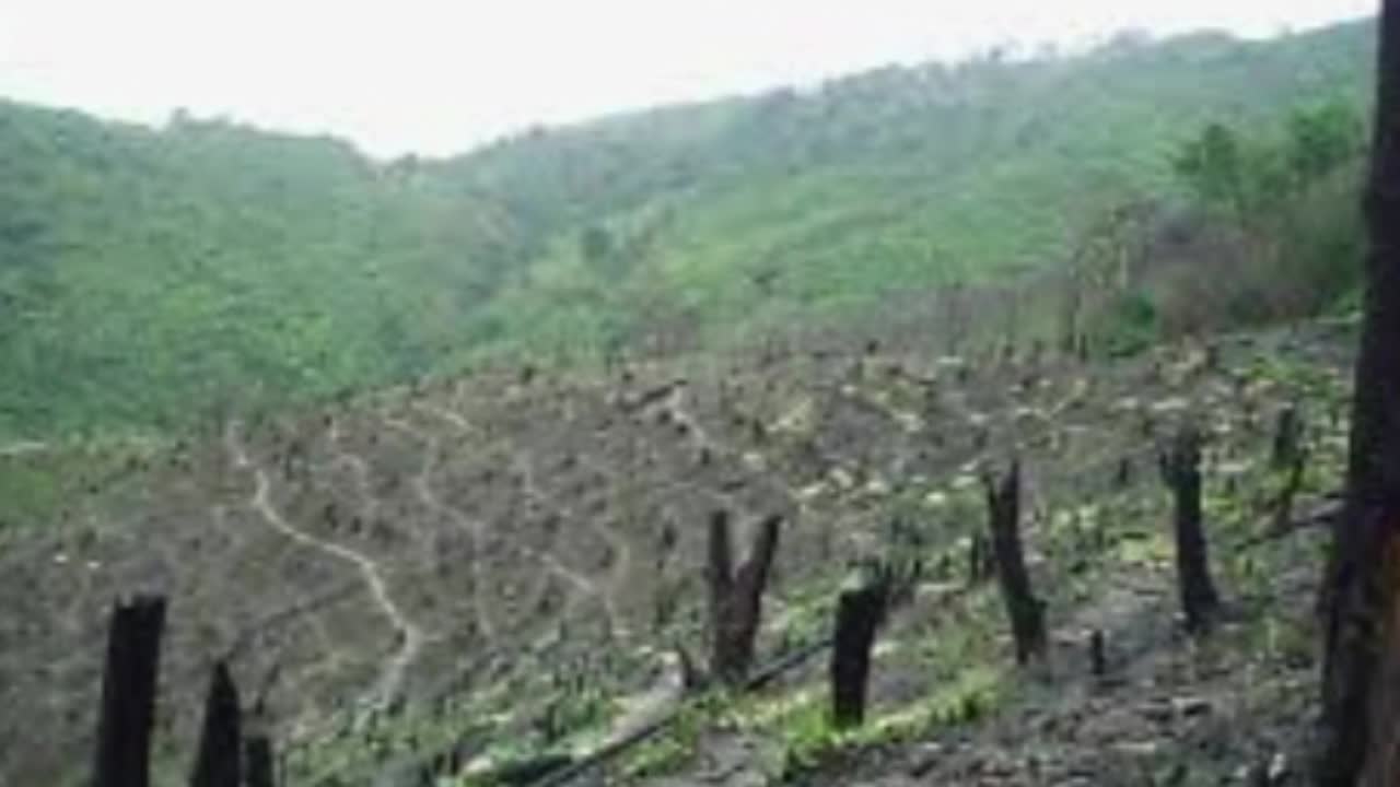 ကန့်ဘလူမြို့တွင် ရွှေ့ပြောင်းတောင်ယာစိုက်ပျိုးခြင်းကြောင့် ပတ်ဝ...