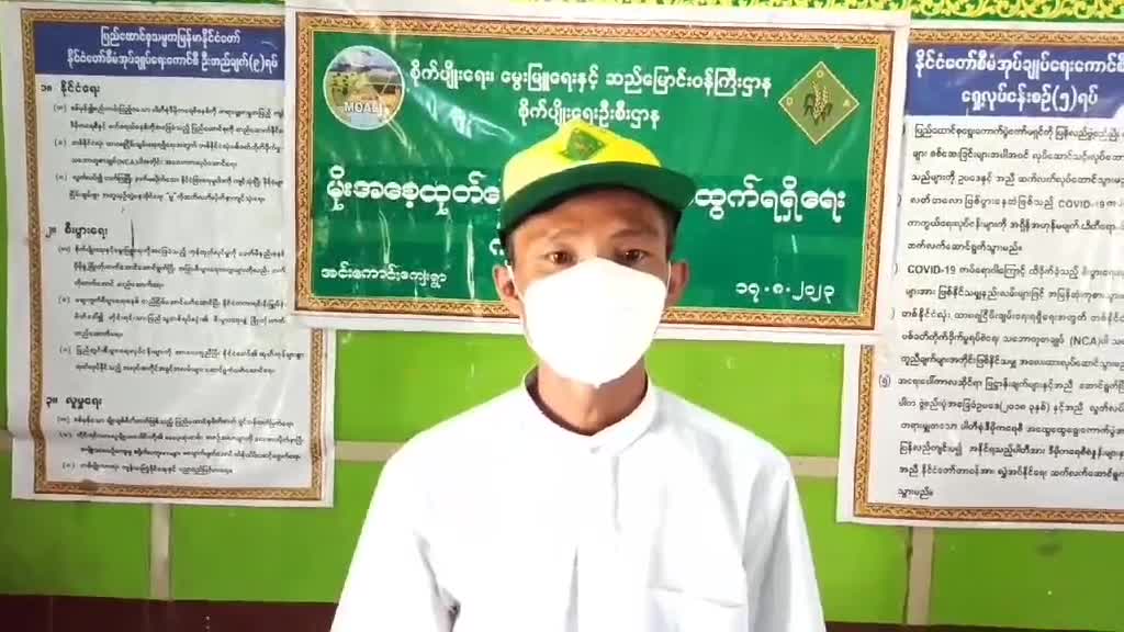 ကွန်းလှ၌မိုးအစေ့ထုတ်ပြောင်း ပန်းတိုင်အထွက်ရရှိရေး ကွင်းသရုပ်ပြပ...