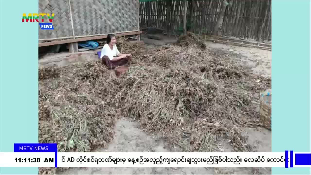 ကျောက်ပန်းတောင်းမြို့နယ် ကျေးလက်တောင်သူများ ပင်ထောင်မြေပဲနုတ်သိ...