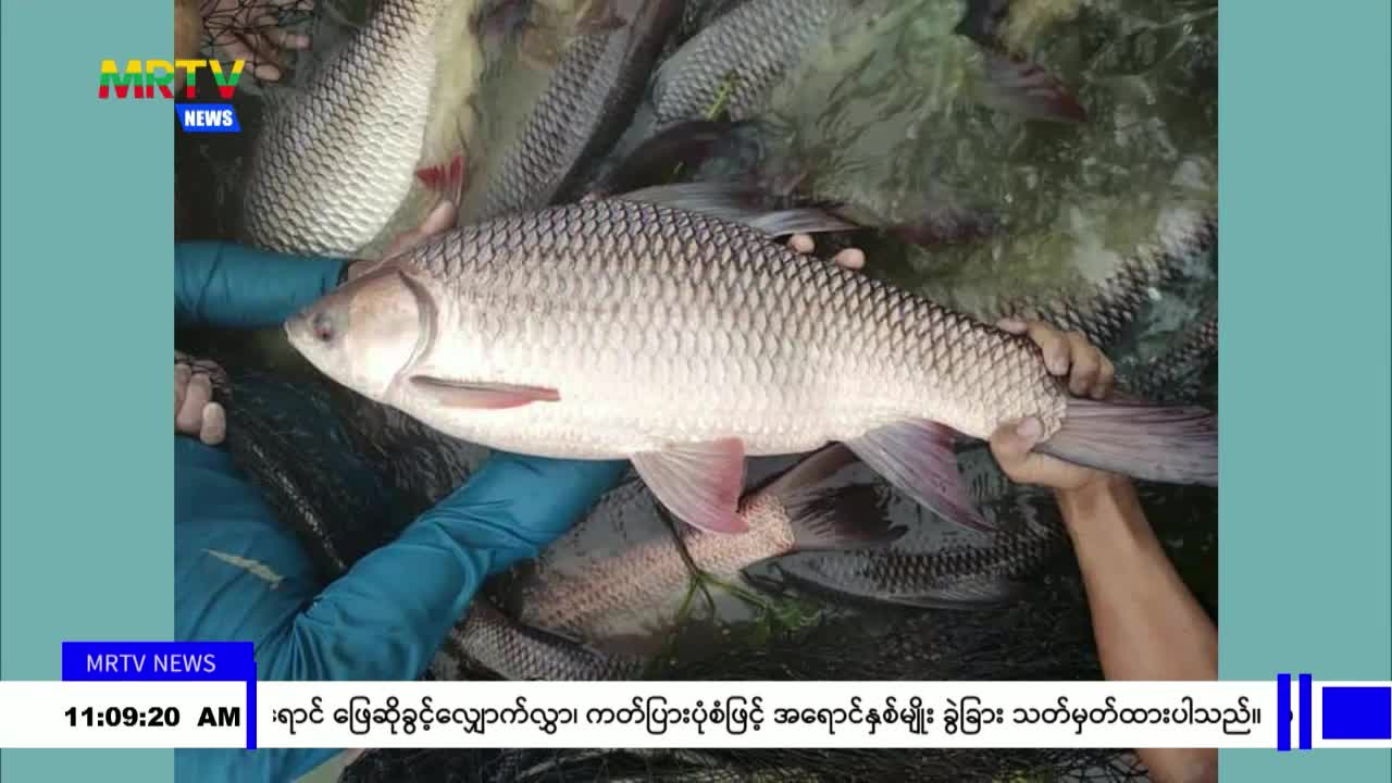 ဝါးခယ်မမြို့နယ်မှ ရန်ကုန်မြို့သို့ ပြီးခဲ့သည့် ဩဂုတ်လအတွင်းက ငါးမ...