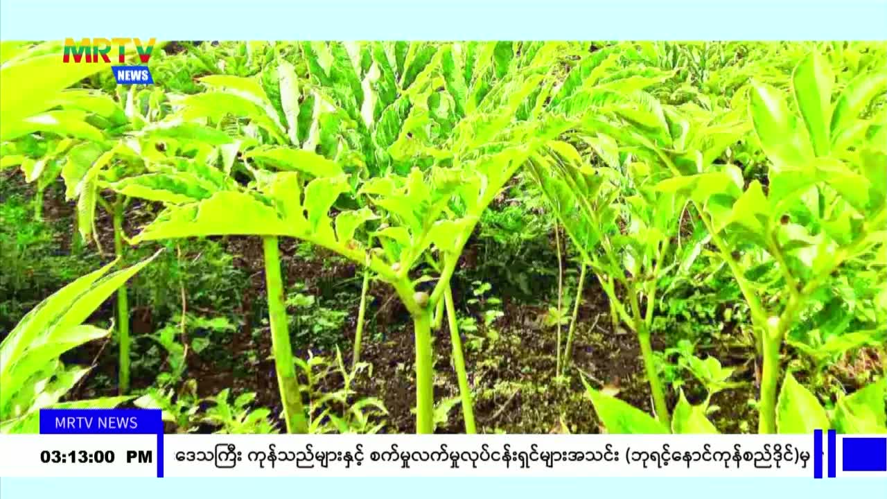 ချင်းပြည်နယ်မှ ထွက်ရှိသည့် ဝဥများကို ဒေသထုတ်ကုန်အဖြစ် ရေရှည်ရပ်တည...