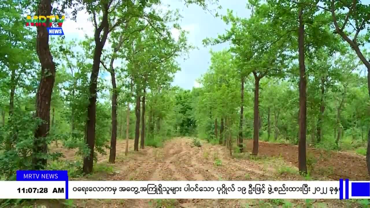 ရှင်မတောင် ဒေသထွက်သနပ်ခါးများတွင် စိုက်ပျိုးရေးသနပ်ခါးများထက် ဝယ...