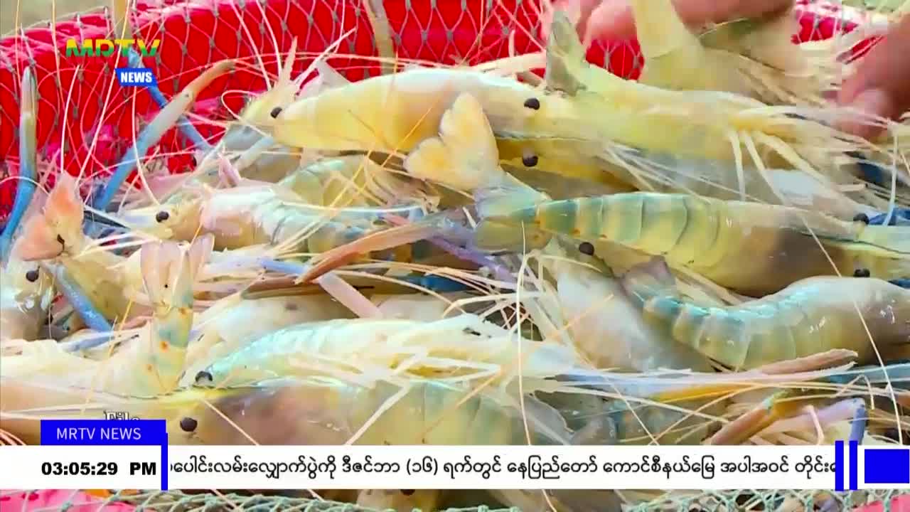 မြန်မာ့ရေသယံဇာတများ မျိုးသုဉ်းပျောက်ကွယ်ခြင်းမှ ကာကွယ်နိုင်ရန် ဖ...