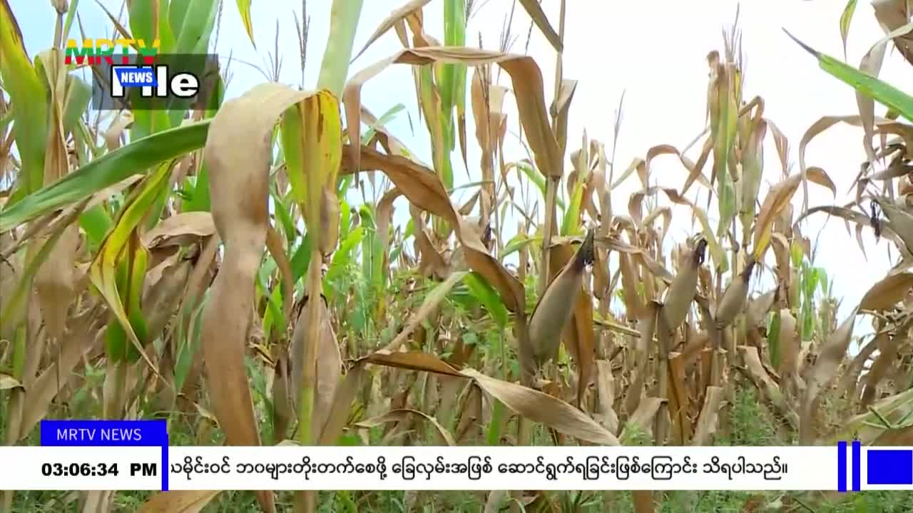မြန်မာ့ပြောင်းများကို ထိုင်း၊ တရုတ်နှင့် ဗီယက်နမ်တို့သို့ (၂၀၂၄)ခု...