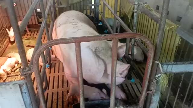 လယ်ဝေးမြို့နယ်အတွင်း စိုက်ပျိုးရေး၊ မွေးမြူရေးနှင့်ဒေသဖွံ့ဖြိုး...