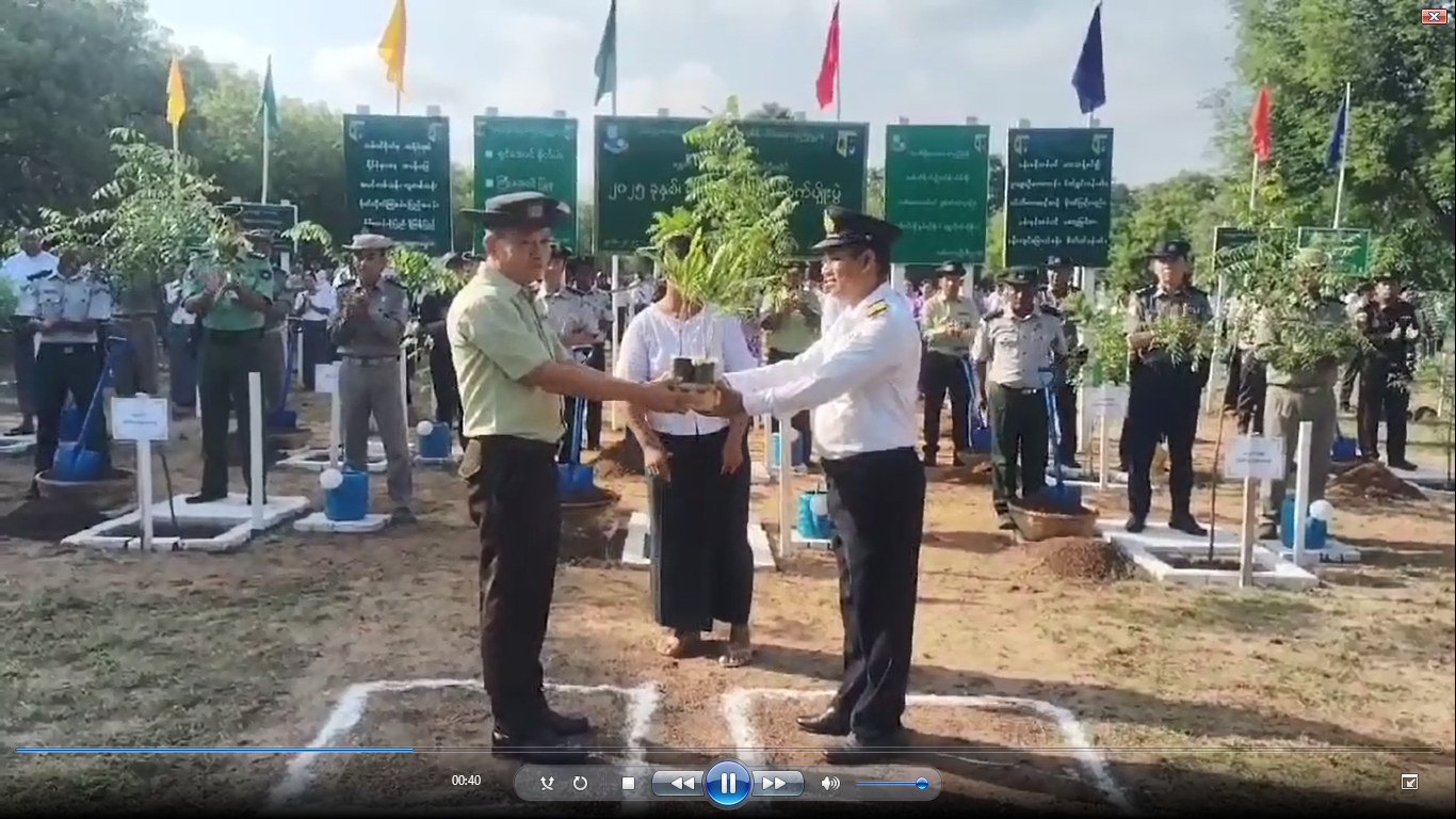 ညောင်ဦးမြို့နယ်၌ စိမ်းလန်းစိုပြည်သာယာလှပစေရေး မိုးရာသီသစ်ပင်စို...
