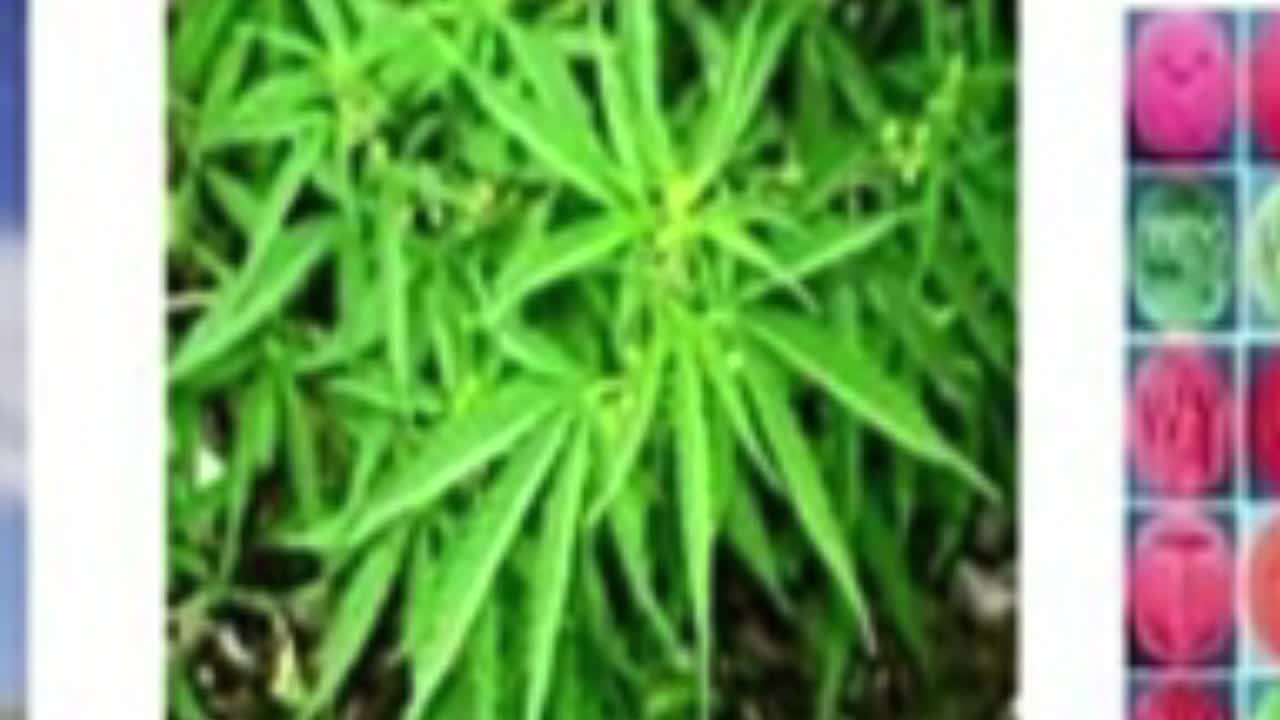 ကန့်ဘလူ၌ လူငယ်နှင့်မူးယစ်ဆေးဝါးအန္တရာယ်Talk  Show ပြုလုပ်