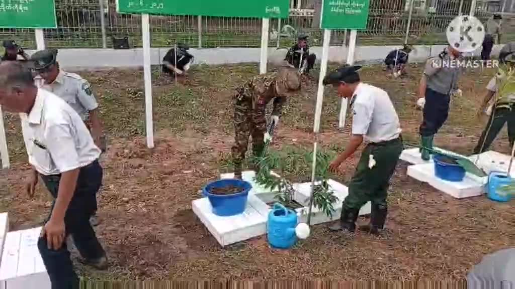 ကရင်ပြည်နယ်၊ မြဝတီမြို့တွင် ၂၀၂၅ ခုနှစ်၊  မိုးရာသီစုပေါင်း သစ်ပင်စ...